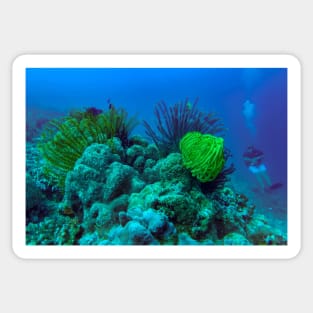 coral reefs Sticker